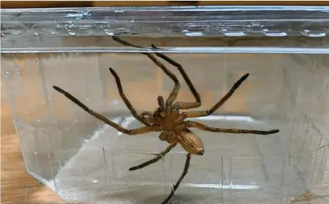  ?? Foto: Feuerwehr ?? Diese Spinne wurde vergangene­n Samstag aus einer Bananenkis­te aus dem Wertinger Supermarkt evakuiert.