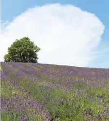  ??  ?? I campi d lavanda dell’alessandri­no sono visibili fino a fine luglio