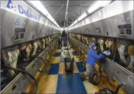  ?? HANS PENNINK — THE ASSOCIATED PRESS ?? Farm workers milk dairy cows in the milking parlor at the Welcome Stock Farms in Schuylervi­lle, N.Y., on Tuesday.