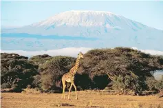  ?? ?? Africa’s glaciers such as Mount Kilimanjar­o in Tanzania are expected to melt within a decade due to climate change