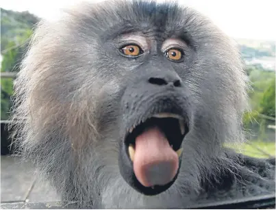  ??  ?? The lion-tailed macaques are being transferre­d from Belfast Zoo and will arrive at Camperdown Wildlife Centre tomorrow ahead of their unveiling to the public on Sunday.