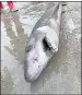 ??  ?? CROCODILE SHARK: Was found on beach in Devon.