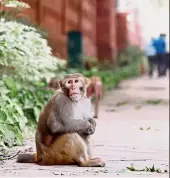  ??  ?? Primate problem: A monkey loitering outside the parliament building in New Delhi. — Reuters