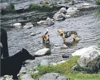  ?? FOTO: AGENCIAUNO ?? El polémico decreto permitía cazar perros en sectores rurales.