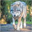  ?? FOTO: DPA ?? Auf der Baar ist offenbar ein Wolf unterwegs.