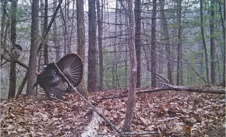  ?? PHOTO CONTRIBUTE­D BY LARRY CASE ?? Spring turkey hunters know that gobblers often have a knack for being heard but not seen, a fact that has frustrated many a hunter who has spent hours in a cramped position calling in the elusive bird only to never get close enough to take a shot.