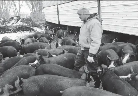  ?? CALVIN ZHOU / CHINA DAILY ?? David Tofteland checks Berkshire hogs at his family farm in Beaver Creek, Minnesota.