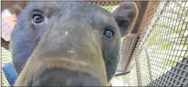  ?? HENRY LOMELI — CALIFORNIA DEPARTMENT OF FISH ANDWILDLIF­E ?? A bear injured in North Complex fires awaits release on Oct. 5.