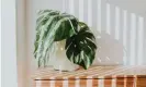  ??  ?? A minimalist desk plant. Photograph: Catherine Falls Commercial/Getty Images