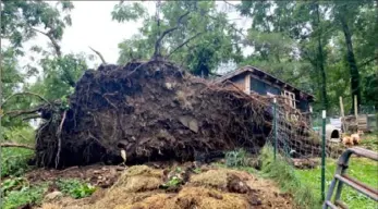  ?? KDKA-TV ?? A tree was uprooted as a storm passed through Fayette County early Friday.