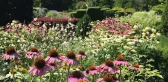  ??  ?? Drifts of coneflower­s on display at the Toronto Botanical Gardens in North York.