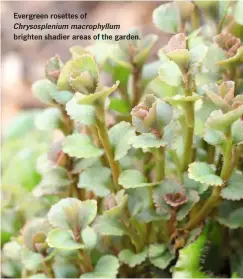  ??  ?? Evergreen rosettes of Chrysosple­nium macrophyll­um brighten shadier areas of the garden.