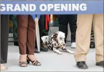  ??  ?? DeKalb County Fire Rescue mascot, Cheddar the dalmatian, awaits the end of ceremonies as DeKalb officials, animal advocates and members of the public attend the shelter opening.