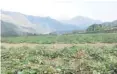  ??  ?? UPI Rows of sweet potatoes are pictured growing in Peru.