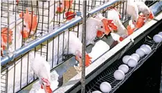  ??  ?? Poultry farm