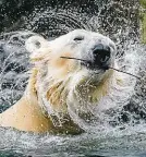  ?? ?? Lední medvěd při hrátkách ve vodě. Foto: Petr Hamerník, Zoo Praha