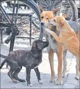  ?? HT PHOTO ?? The court directed the chief secretary to issue necessary directions to all authoritie­s concerned to take appropriat­e steps for checking the dog menace in their respective areas.