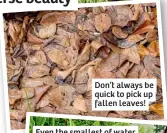  ?? ?? Don’t always be quick to pick up fallen leaves!