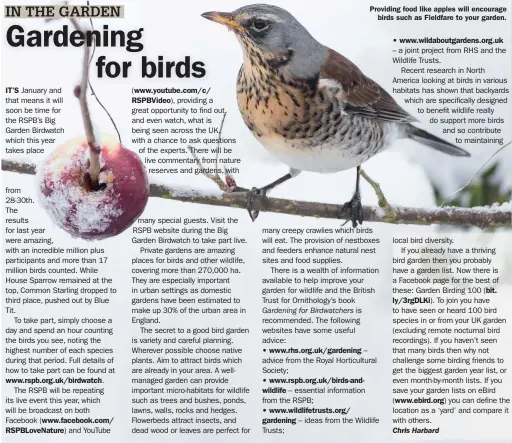  ?? ?? IT’S January and that means it will soon be time for the RSPB’s Big Garden Birdwatch which this year takes place
Providing food like apples will encourage birds such as Fieldfare to your garden.