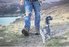  ??  ?? LEAD THE WAY: Arlo on his lead during a walk.