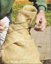  ??  ?? Garden designer Jason Schultz demonstrat­es how to tie up burlap after wrapping up a dwarf Alberta spruce in Latham.