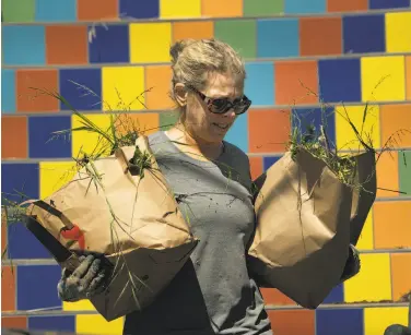  ??  ?? Rideout carries bags of weeds away from the Bernal staircase, which is maintained by volunteers.