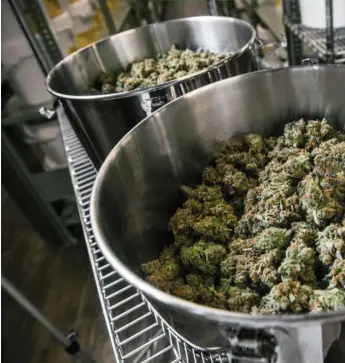  ??  ?? PROFESIONA­LIZACIÓN. En el año fiscal de 2018, la empresa vendió casi 9,000 kilogramos de marihuana y tuvo ingresos por cerca de 78,000 millones de dólares canadiense­s, un 95% más que el año anterior. Su fábrica de Ontario, que tiene 24 flower rooms, es la más grande de la compañía.