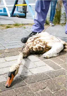  ??  ?? An animal rescue team volunteer looks at an oil-covered swan after an oil freighter punctured its hull while mooring spilling heavy fuel oil at Maassluis in Rotterdam. — AFP photo