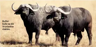  ??  ?? Buffelbull­e op die Vrystaatse vlaktes.