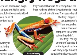  ?? ?? A strawberry poison dart frog.