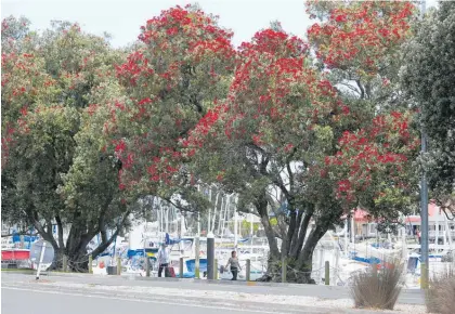  ?? Photo / Michael Cunningham ?? Po¯ hutukawa in bloom at the Whanga¯ rei Town Basin.