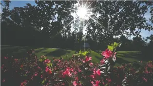  ?? LUCY NICHOLSON/REUTERS FILES ?? The azaleas are in bloom this time of year at the famed Augusta National Golf Club in Augusta, Ga., but the Masters tournament has been postponed due to the coronaviru­s pandemic.