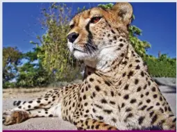  ??  ?? SOUTH AFRICA... BY YOUR 50s
A wild old time: The cheetah is just one of the great beasts to see