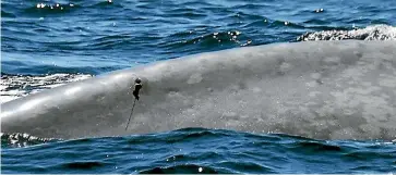  ?? NIWA ?? A pygmy blue whale is tagged with a Niwa satellite tracker in early 2018. The effort was partially funded by oil and gas company OMV.