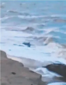  ?? SURF’S UP: A still image from a mobile phone video of a crocodile on Balgal Beach. Picture: ROBERT QUINN ??