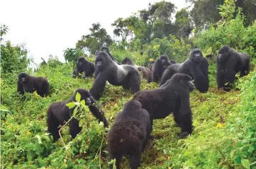  ??  ?? Mountain gorillas in the Volcanoes National Park.