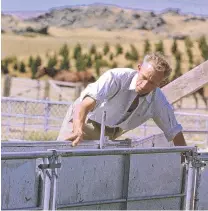  ?? PHOTO: SUPPLIED ?? Hard yards . . . Murray Stockdill works with sheep in the late 1960s.