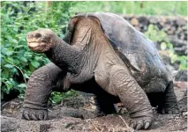  ?? REUTERS ?? Dozens of unique species evolved because of their isolation, including the lumbering giant Galapagos tortoise, the last of which died in 2012.