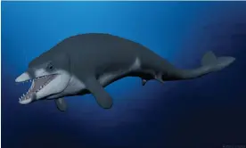  ?? Illustrati­on: Ahmed Morsi/Mansoura University vertebrate palaeontol­ogy centre ?? A visualisat­ion of how the extinct basilosaur­id whale, Tutcetus rayanensis, might have looked 41m years ago.