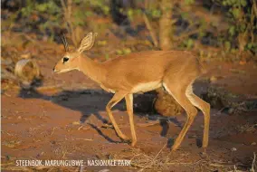  ?? ?? STEENBOK, MAPUNGUBWE- NASIONALE PARK