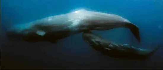  ?? Oceano Azul Expedition/National Geographic Pristine Seas/Manu San Félix ?? Baleias nos Açores, que recebe espécies do Atlântico Norte e do Sul, do Mediterrân­eo e de zonas tropicais