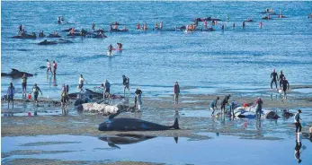  ?? FOTO: AFP ?? Erste Hilfe: Hunderte Helfer mühten sich um die gestrandet­en Grindwale in Neuseeland.