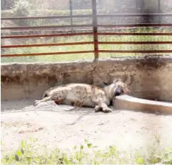  ?? Hyena relaxing inside its cage ??