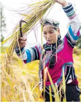  ??  ?? Ma Minu harvests red rice with a sickle in the field. — Hu Jun and Dai Qian