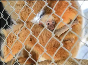  ?? Lorena Mejia/The Signal ?? A 2-week-old female northern white-cheeked gibbon clings to her mother, Asteriks, as she wakes up from a nap at the Gibbon Conservati­on Center on Thursday. The as-yet-unnamed baby was born June 8. The center is planning an auction July 20 for the right to name the baby girl, a member of the endangered ape species.