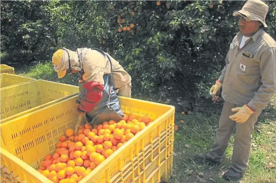  ??  ?? Cítricos. La producción de naranjas y mandarinas del Litoral depende en gran medida del mercado local, y su gran amenaza es la enfermedad HLB.
