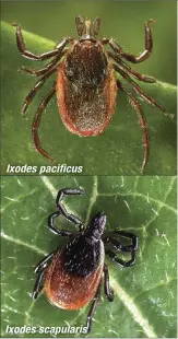  ??  ?? Ixodes pacificus Ixodes scapularis