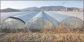  ?? (AP/Ahn Young-joon) ?? This photo shows rows of greenhouse­s at a farm in Pocheon, South Korea.