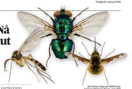  ?? Foto: Hallvard Elven, Naturhisto­risk museum, Universite­tet i Oslo (lisens
CC BY 3.0) ?? Det finnes trolig over 6000 arter tovinger (Diptera) i Norge, over 300 av dem er truet. 90 eksperter har vurdert artene som har havnet på rødlisten over truede arter i Norge.