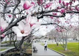  ?? CLIFF OWEN/ THE ASSOCIATED PRESS ?? Tulip magnolia trees bloom Tuesday in Washington. Crocuses, cherry trees and magnolia trees are blooming several weeks early because of an unusually warm February, something that is being repeated across much of the U.S.